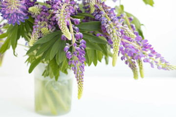 purple lupins flowers on white background with place for text