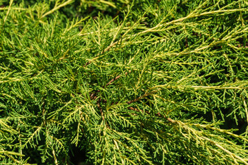 Young green with yellow tops twigs of Juniperus pfitzeriana or Juniperus media Old Gold. Beautiful...