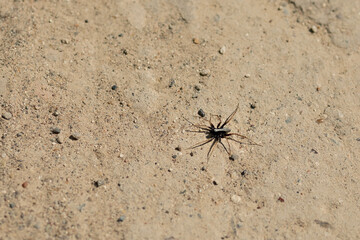 Black spider with long brown legs on the road on a sunny day