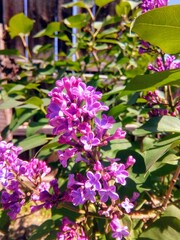 Fototapeta premium flowers in the garden