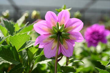 Pink Dahlia flowers close-up overhead photo.  Dicotyledonous plants. Beautiful red dahlia flower.