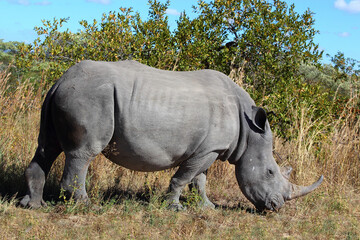 Breitmaulnashorn / Square-lipped rhinoceros / Ceratotherium simum
