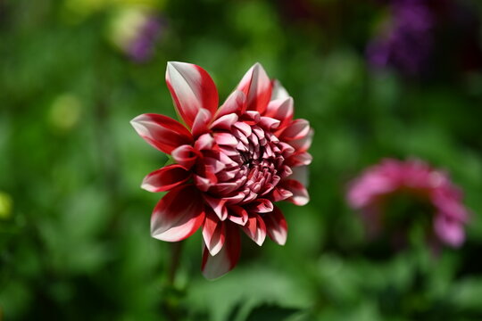 Red And White Dahlia Flowers Close-up Overhead Photo.  Dicotyledonous Plants. Beautiful Red And White Dahlia Flower.