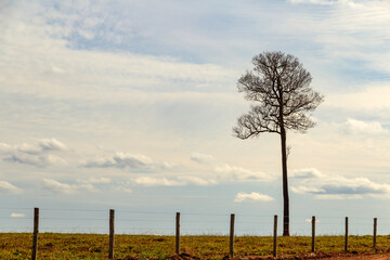 Fototapeta premium Uma árvore seca, sem folhas, atrás de uma cerca e o céu nublado ao fundo. Uma paisagem minimalista do interior goiano. Rodovia GO-156.