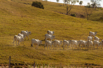 Uma fila de gado pastando em paisagem da GO-156 em Goiás.