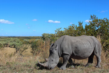 Fototapeta premium Breitmaulnashorn / Square-lipped rhinoceros / Ceratotherium simum