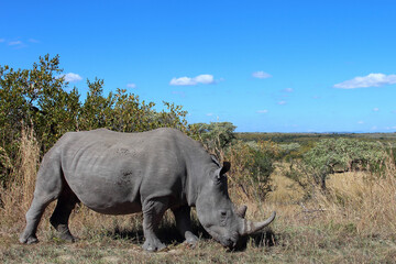 Fototapeta premium Breitmaulnashorn / Square-lipped rhinoceros / Ceratotherium simum