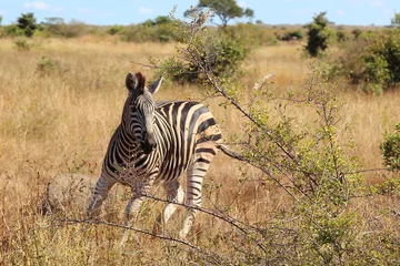 Rolgordijnen Steppenzebra / Burchell's zebra / Equus burchellii. © Ludwig