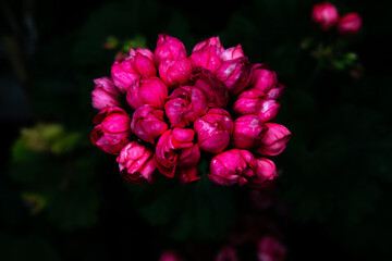 Black background and geranium flowers