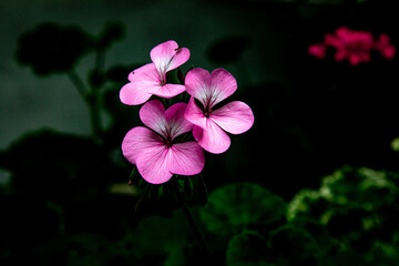 Black background and geranium flowers