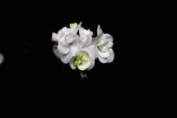 Black background and geranium flowers