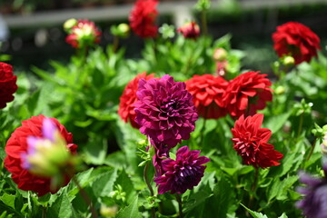 Red Dahlia flowers close-up overhead photo.  Dicotyledonous plants. Beautiful red dahlia flower.