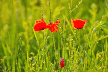 Scarlet poppies in the meadow among the green grass
