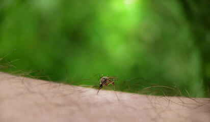 During the daytime, a mosquito drinks blood on a person's skin