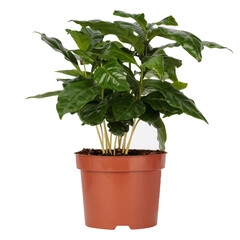 Young coffee plant in pot, seedling. Isolated.