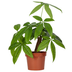 Pachira aquatica (guava chestnut, money tree) plant in a black pot on a white background. isloated.