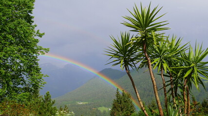 Regenbogen mit Palmen und im Hintergrund Berge