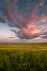 purple-pink cloud evening sky over green ears