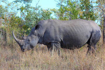 Obraz premium Breitmaulnashorn / Square-lipped rhinoceros / Ceratotherium simum