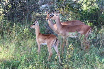 Schwarzfersenantilope / Impala / Aepyceros melampus.