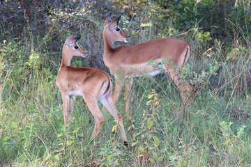 Schwarzfersenantilope / Impala / Aepyceros melampus.