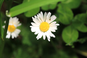 Natural Bellis Perennis Macro Photo © Recep