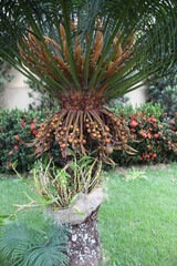Cycas revoluta on a sunny day. It is a species of cycad in the genus Cycas in the family Cycadaceae.