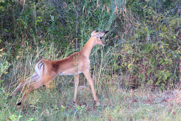 Schwarzfersenantilope / Impala / Aepyceros melampus.