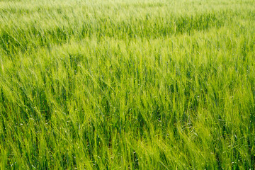 Background texture of a green barley field.