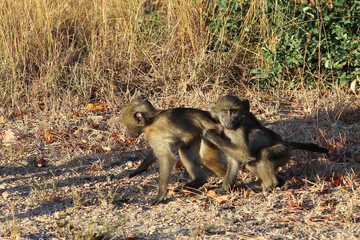 Bärenpavian / Chacma baboon / Papio ursinus