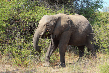 Fototapeta premium Afrikanischer Elefant / African elephant / Loxodonta africana