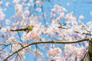 サクラとメジロ