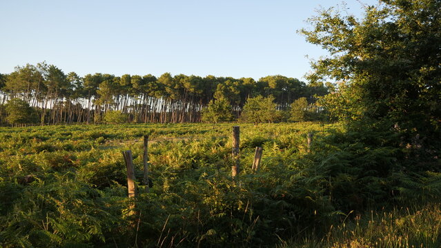 Landes, praires et for&ecirc;t de pins