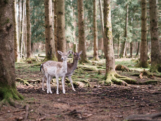 deer in the woods