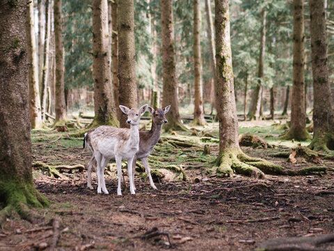 deer in the woods © Samuel