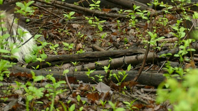 Skunk wandering and searching food in a wild forest. Wildlife
