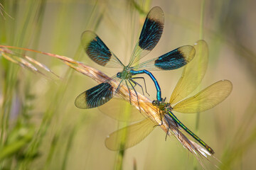 libellen © Chris Maier