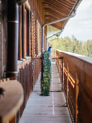 A peacock on the balcony