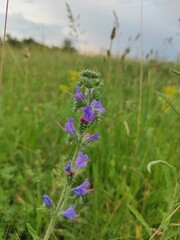 flowers in the field