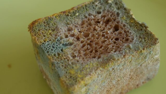Spoiled food concept. Close up view 4k stock video footage of peice of organic brown bread spoiled by toxic colorful blue, green and yellow spores of mold. Bread lying on green plate
