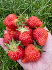 strawberries