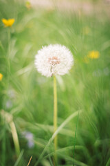 dandelion on green grass