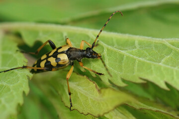Closeup on a lightbrown spotted longhorn beetle, Rutpela maculata sitting on a green leaf