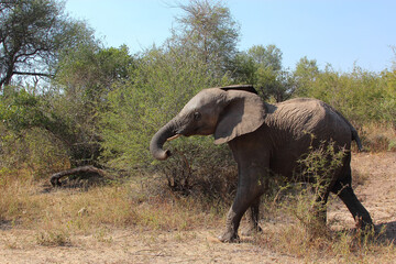 Afrikanischer Elefant / African elephant / Loxodonta africana