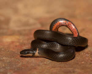 Ring-necked snake