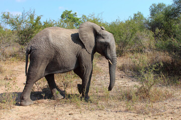 Obraz premium Afrikanischer Elefant / African elephant / Loxodonta africana