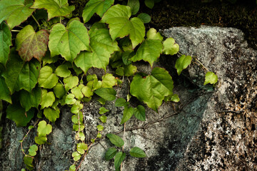 Green ivy crawling on a stone 4
