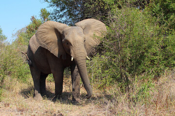 Fototapeta premium Afrikanischer Elefant / African elephant / Loxodonta africana