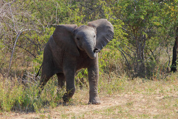 Afrikanischer Elefant / African elephant / Loxodonta africana