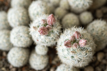 Cactus flower bud in detail.